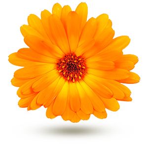 Les plantes médicinales au menu